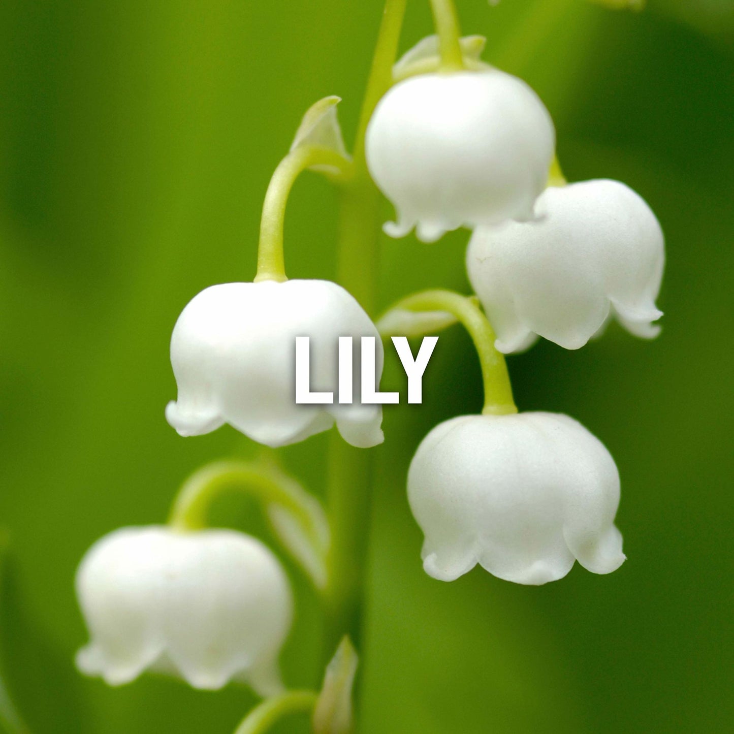 WINGS by Giorgio Beverly Hills EDT SPRAY 3 OZ